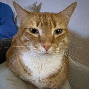 Meet your Posher, Sydney